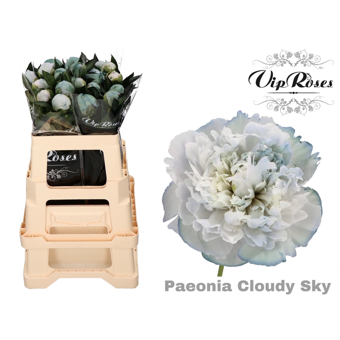 <h4>Paeonia Cloudy Sky X 20</h4>