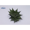 Haworthia limifolia twist cutflower wincx-8cm