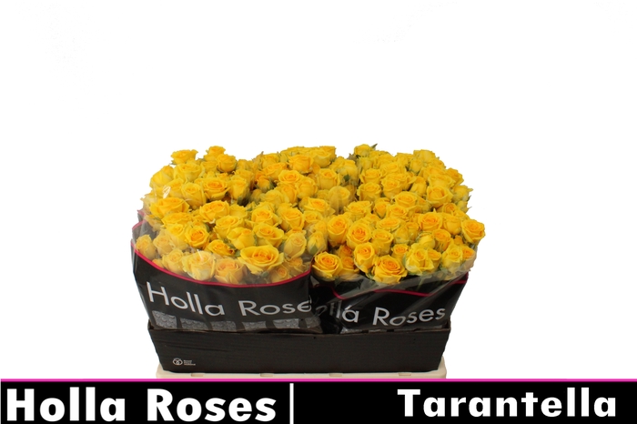 <h4>Rosa sp tarantella</h4>