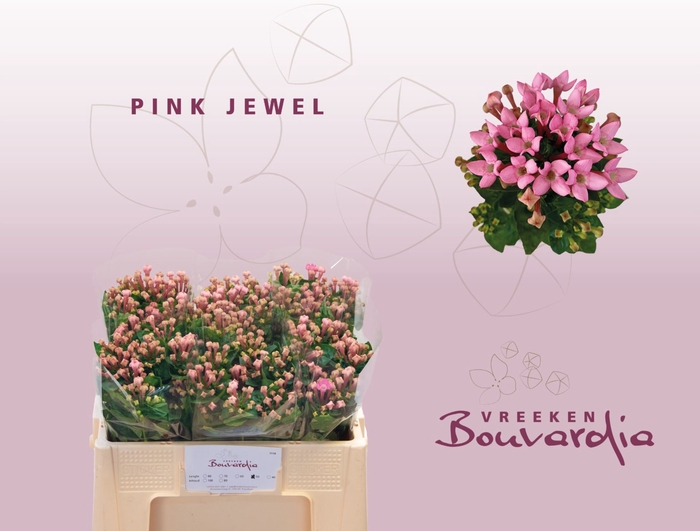 <h4>Bou Pink Jewel</h4>