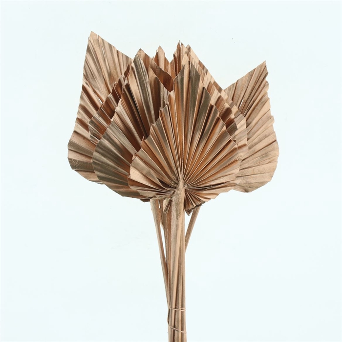 <h4>Dried Palm Spear Koper</h4>