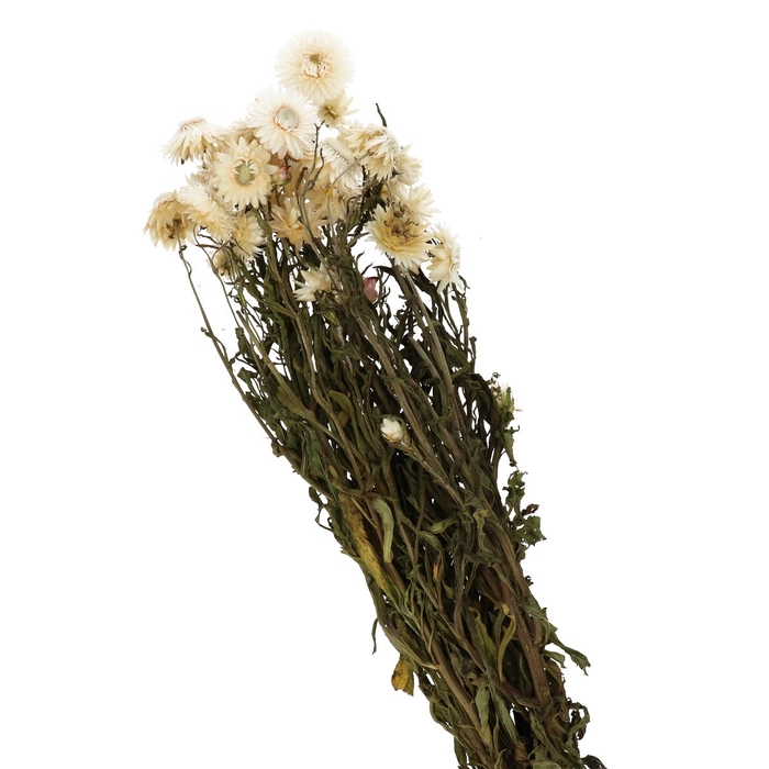 <h4>Helichrysum 40-60cm</h4>