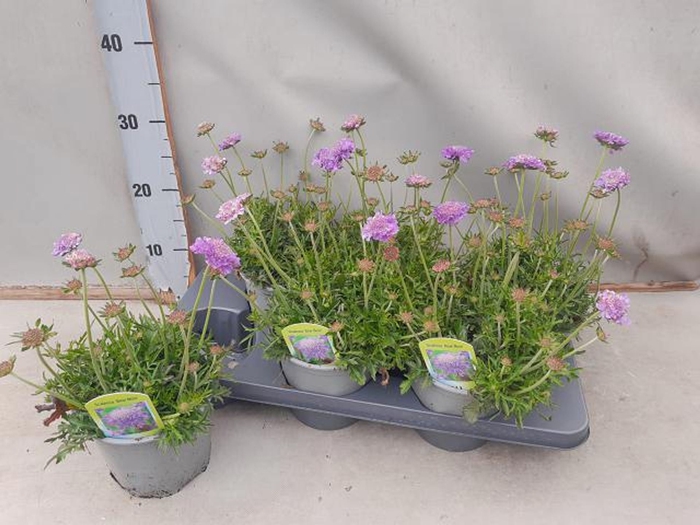 <h4>Scabiosa columbaria Butterfly Blue</h4>