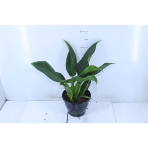 PHILODENDRON PACOVA P20