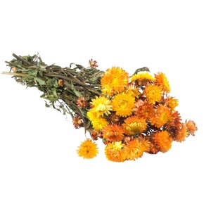 Droogbloemen - Helichrysum Orange