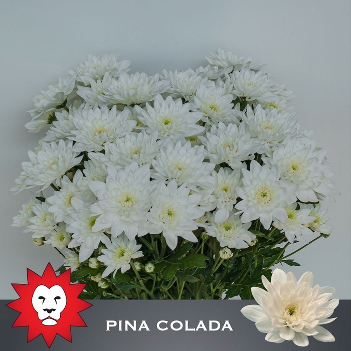 <h4>Chr tr Pina Colada</h4>