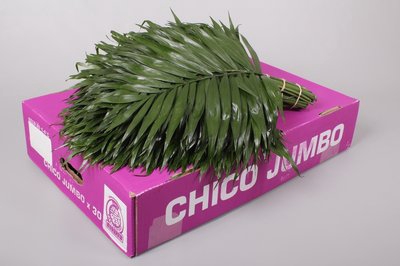 <h4>Leaf chico jumbo Purple</h4>