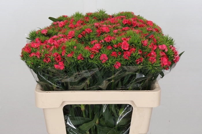 <h4>Dianthus Br Am Sweet Will Coral</h4>