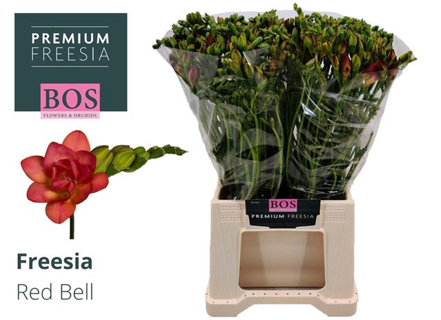 <h4>Freesia do red bell</h4>