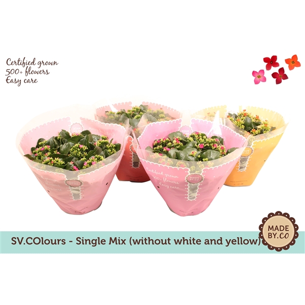 <h4>Kalanchoë Single Mix in SV.COloursleeve - without white & yellow</h4>