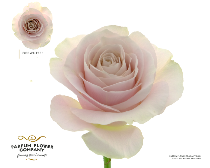 <h4>Rosa Premium Off White</h4>