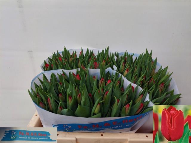 <h4>Tulipa si seadov</h4>