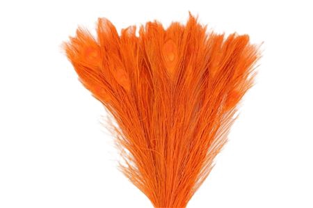 <h4>Feather Peacock L45</h4>