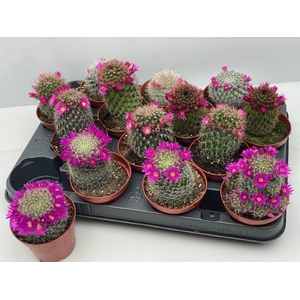 Cactus Flowering 8,5Ø 11cm