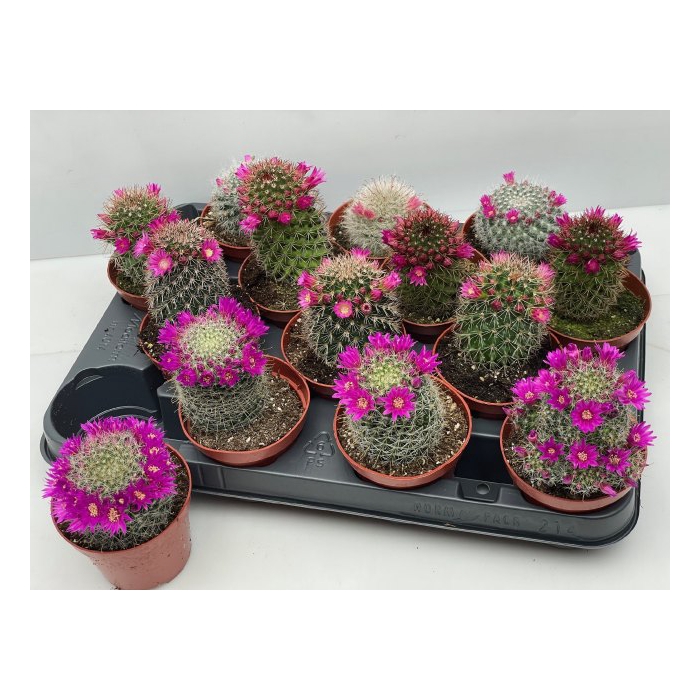 <h4>Cactus Flowering 8,5Ø 11cm</h4>