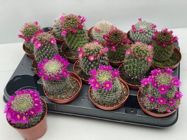 Cactus Flowering 8,5Ø 11cm