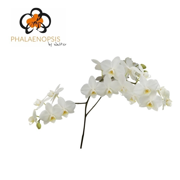<h4>Phalaenopsis venice (per stem)</h4>