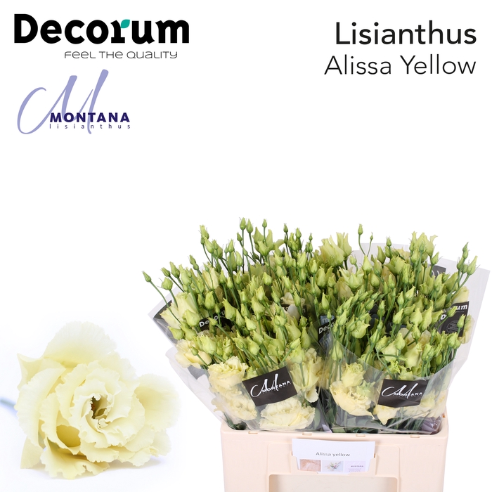 <h4>Lisianthus Alissa yellow 60cm</h4>