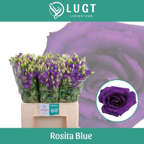 <h4>Lisianthus do rosita blue</h4>