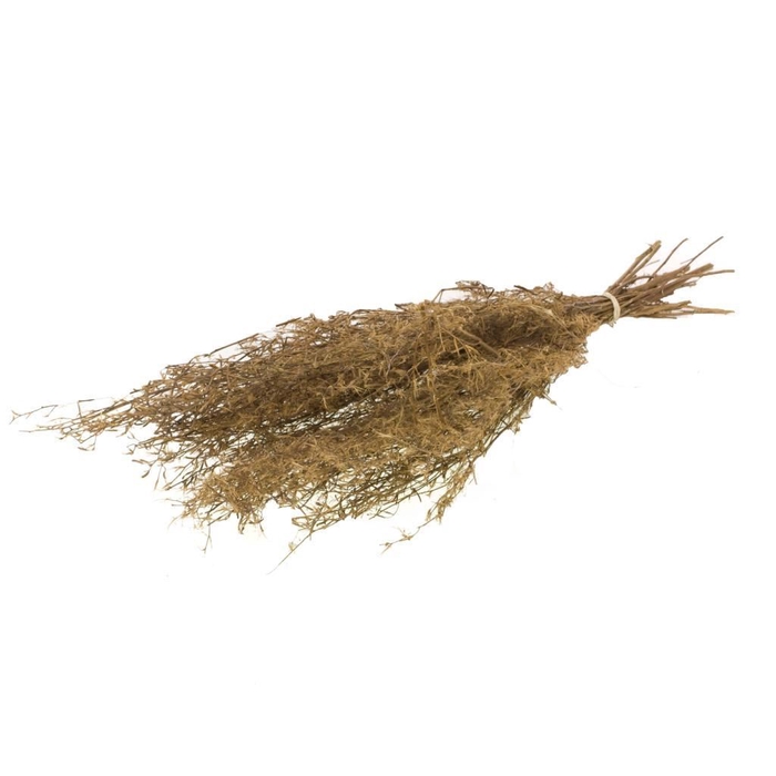 Chilli grass 100gr 60-70cm SB natural