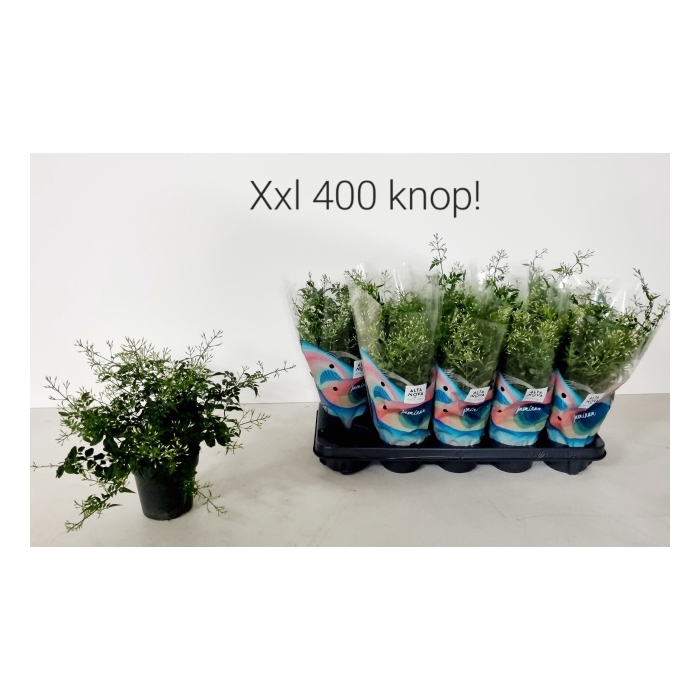 <h4>Jasminum polyanthum 12Ø 30cm 400fl</h4>