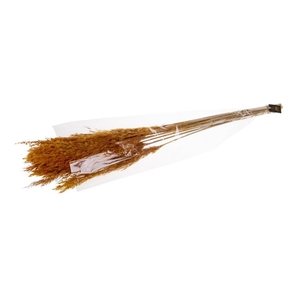 DRIED FLOWERS - PLUME REED LONG 105GR AUTUMN