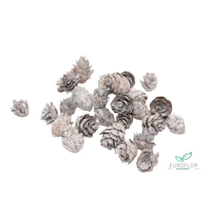 <h4>PINECONE BABY SPRUCE 150GR WHITE</h4>