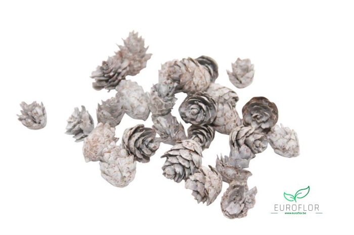 PINECONE BABY SPRUCE 150GR WHITE