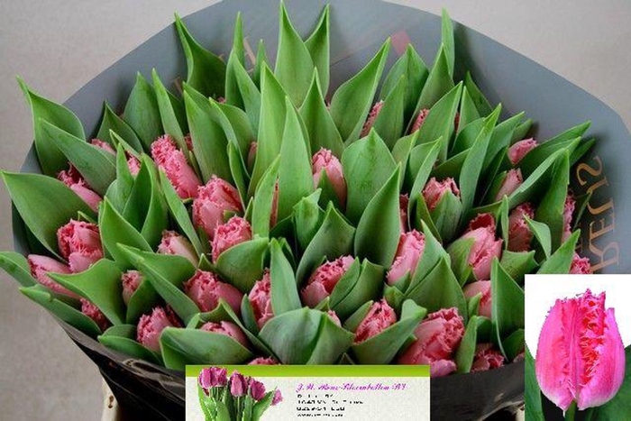 <h4>Tulipa (Fri. Cacharel</h4>