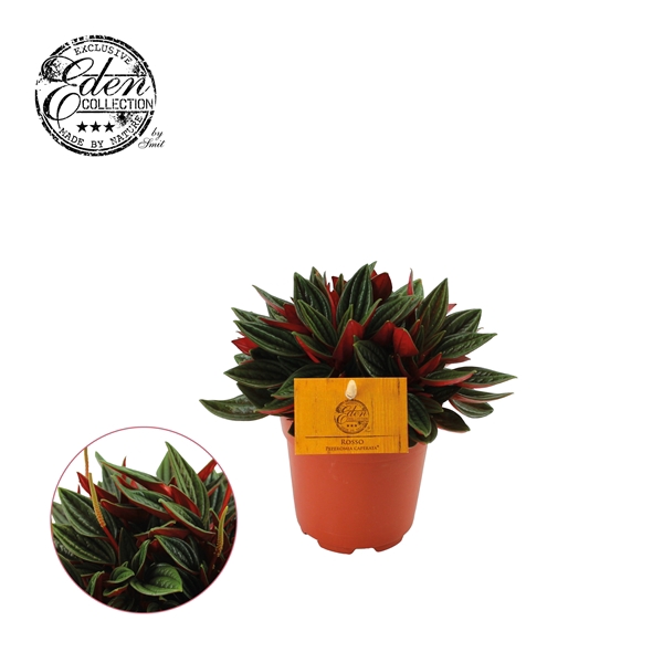 <h4>Peperomia overig Rosso</h4>