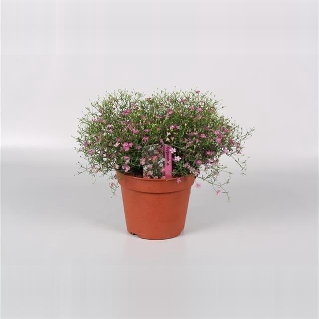 GYPSOPHILA ROSE