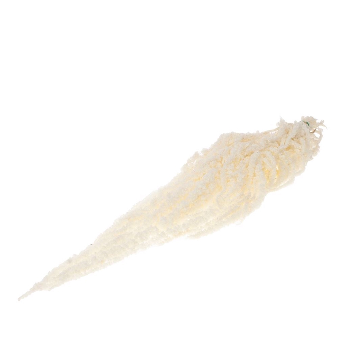 Amaranthus caudatus preserved bleached white