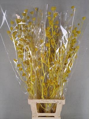 <h4>Df Lavatera Bs Yellow 120g</h4>