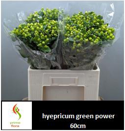 <h4>HYP MAG GREEN POWER</h4>