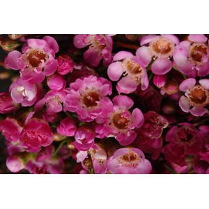 Geraldton Wax Rasberry Ripple (Pink)