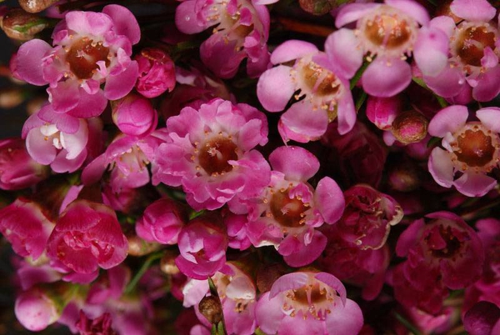 Geraldton Wax Rasberry Ripple (Pink)