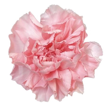 <h4>Dianthus st pink</h4>