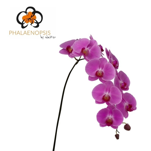 <h4>Phalaenopsis happy valentina (per flower)</h4>