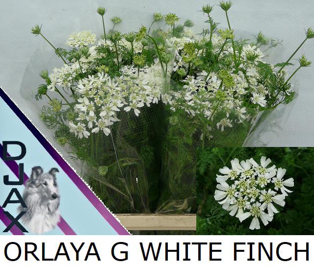 <h4>Orlaya white finch</h4>