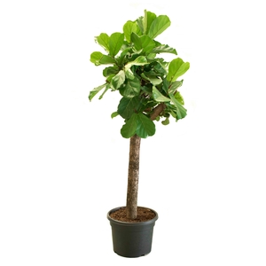 Ficus Lyrata 46Ø 220cm