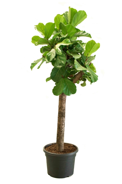 Ficus Lyrata 46Ø 220cm