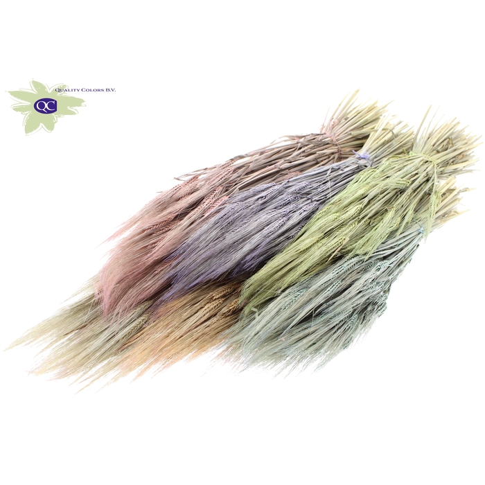 <h4>Hordeum per bunch Mixed colours Frosted</h4>