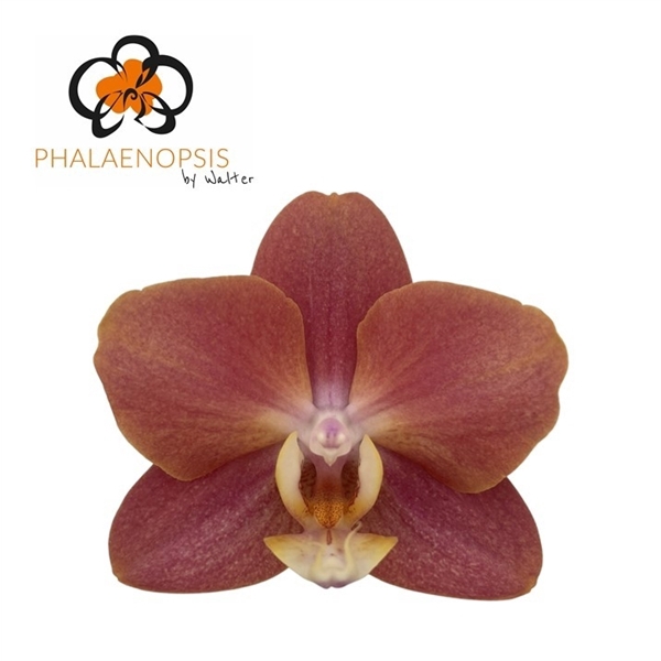 <h4>Phalaenopsis horizon (per flower)</h4>