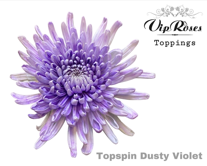 <h4>Chr g Paint Topspin Dusty Violet</h4>