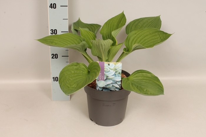 vaste planten 19 cm  Hosta Halcyon afd. 1 