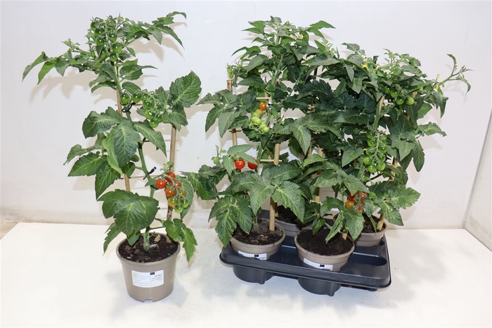 <h4>arr8 Tomatenplanten</h4>