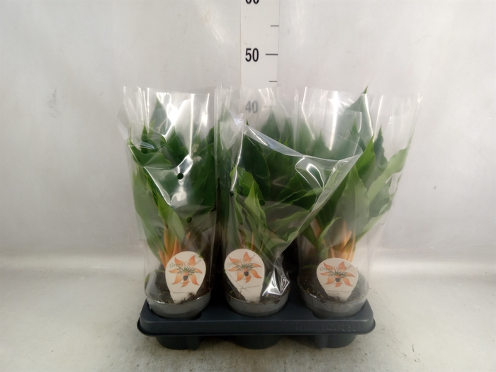 <h4>Chlorophytum orchi. 'Green Orange'</h4>
