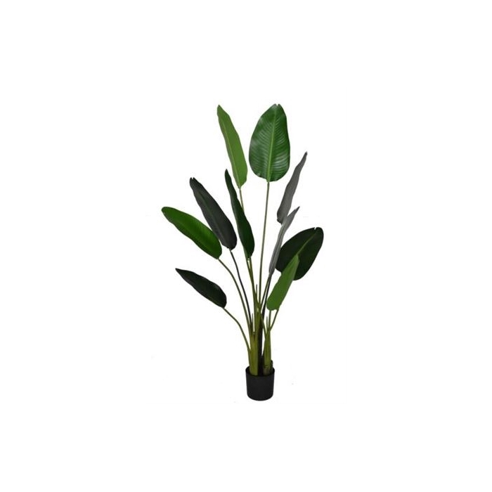 <h4>Silk Plant Strelitzia H150D80</h4>