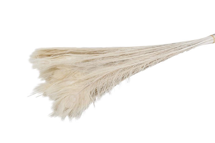 <h4>Feather Peacock ( Pauwenveren ) Bleached</h4>