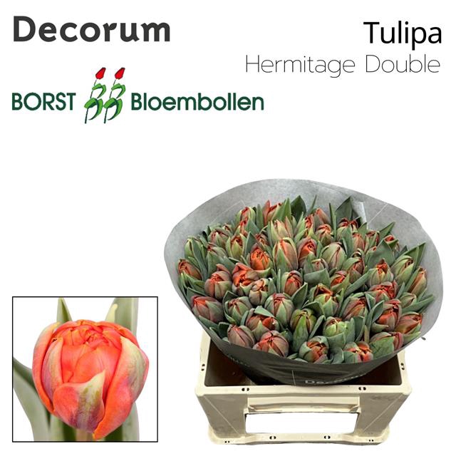 <h4>Tulipa do hermitage double</h4>